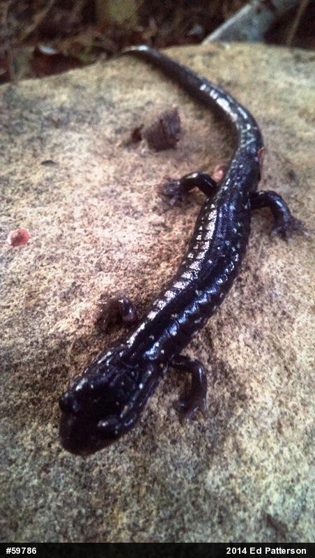 Northern Slimy Salamander