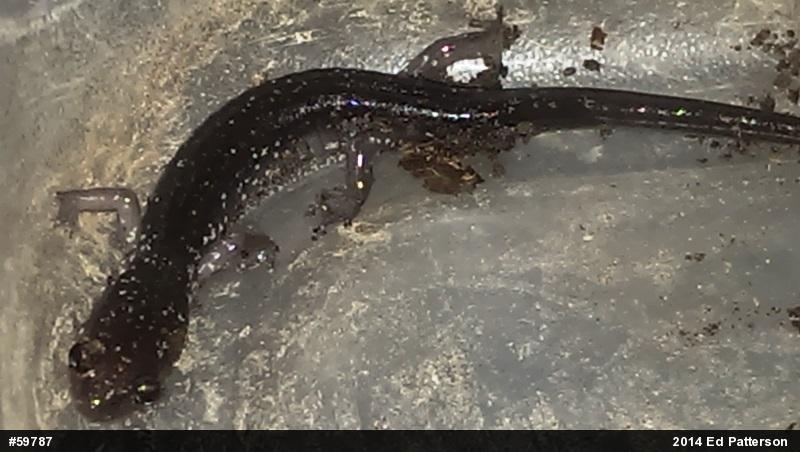 Wehrle's Salamander
