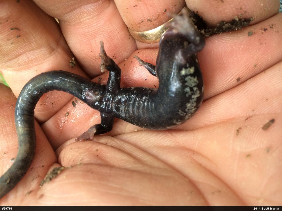 Northern Slimy Salamander