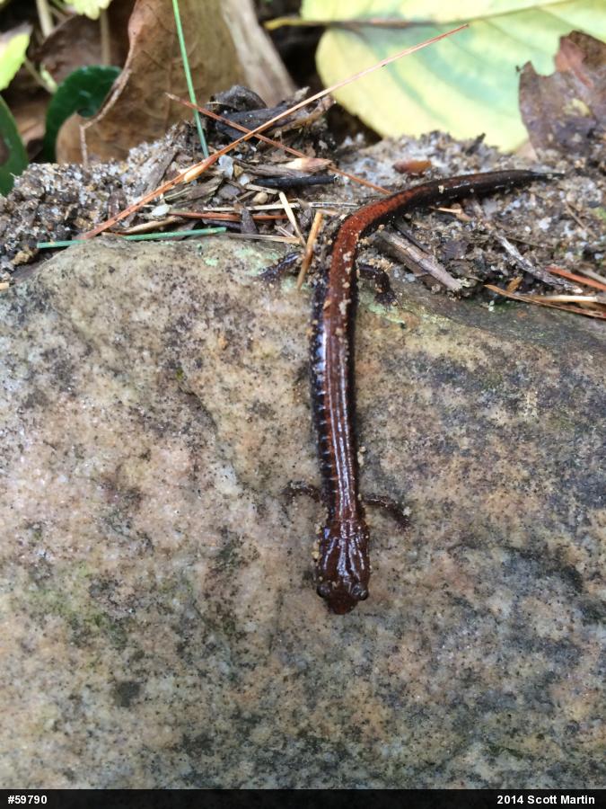 Eastern Red-backed  Salamander