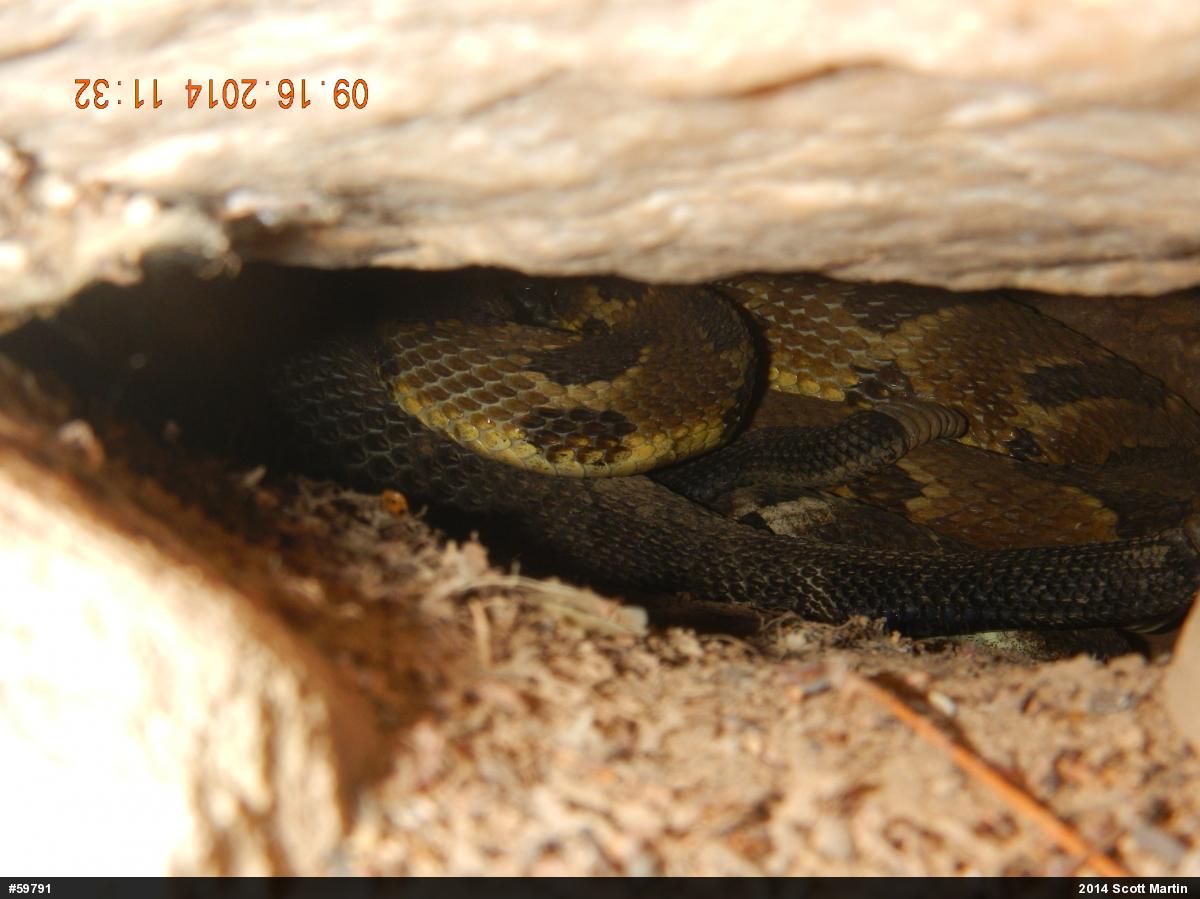 Timber Rattlesnake