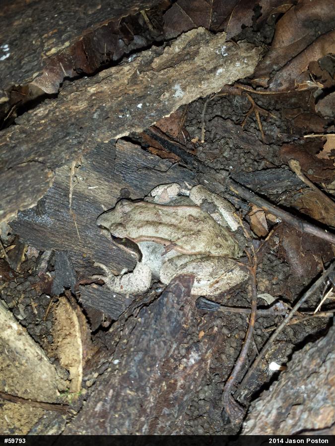 Wood Frog