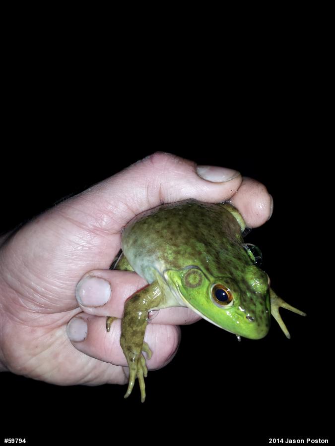 American Bullfrog