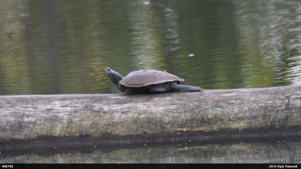 Northern Map Turtle