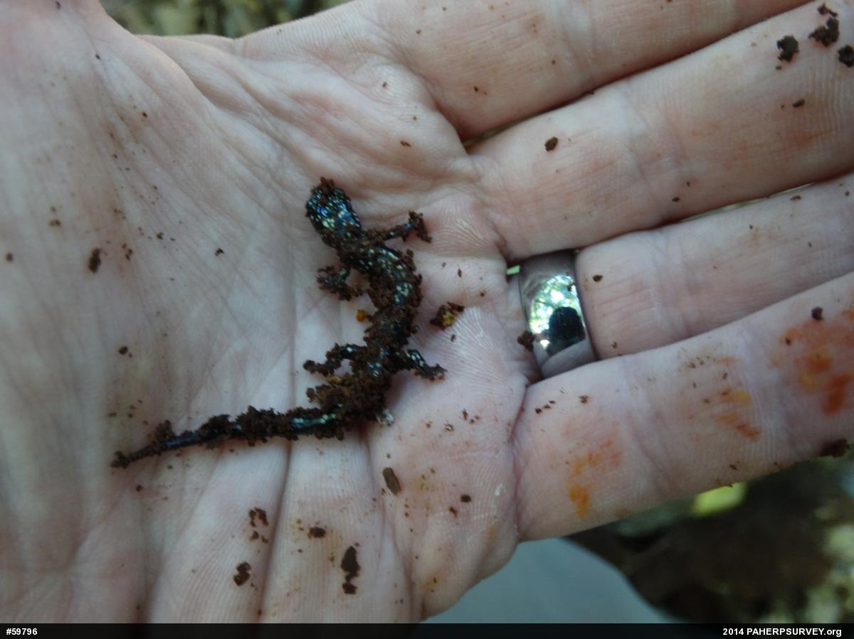 Northern Slimy Salamander