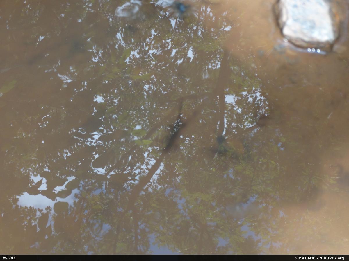 Red-spotted Newt