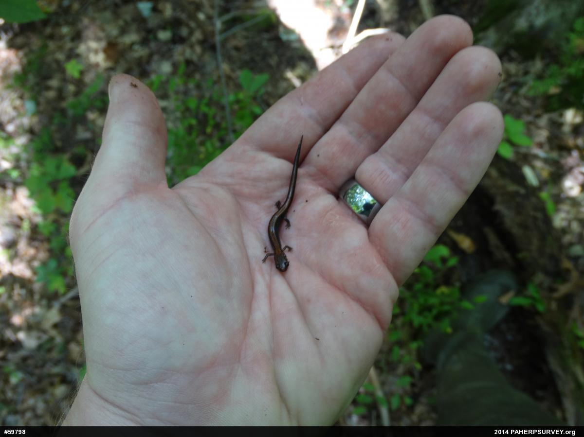 Eastern Red-backed  Salamander