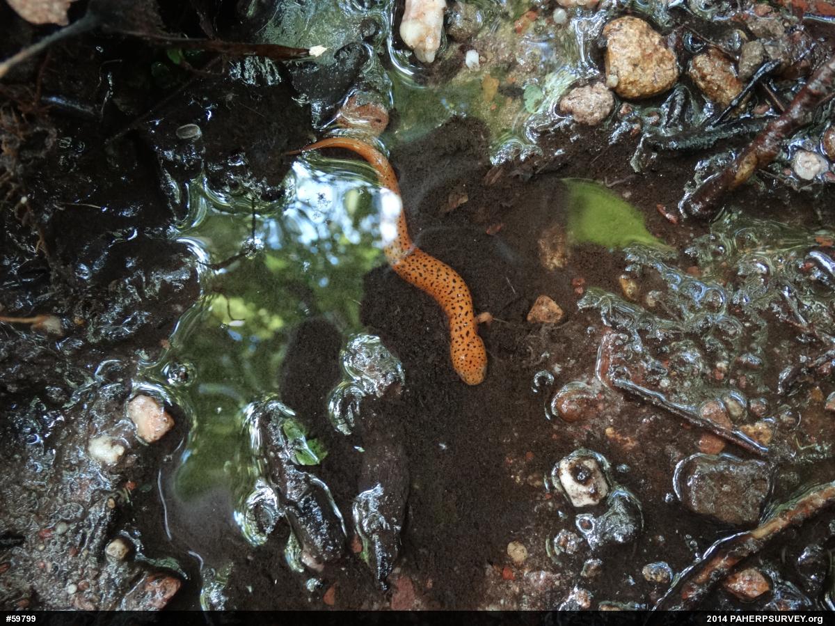 Northern Red Salamander