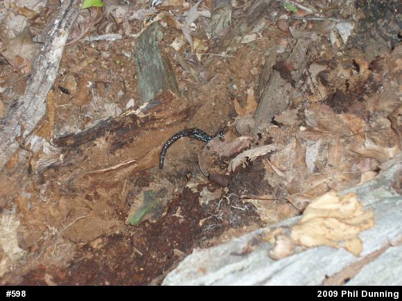 Northern Slimy Salamander