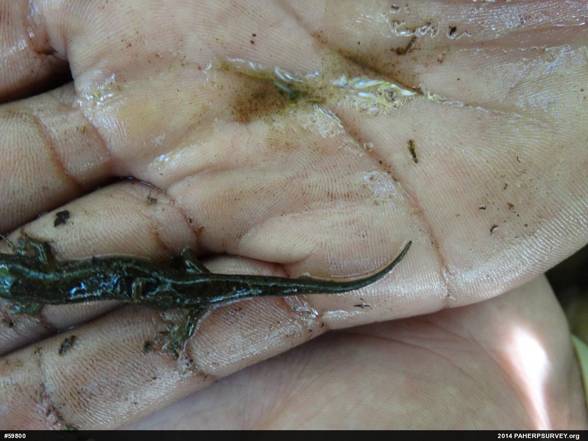 Northern Dusky Salamander