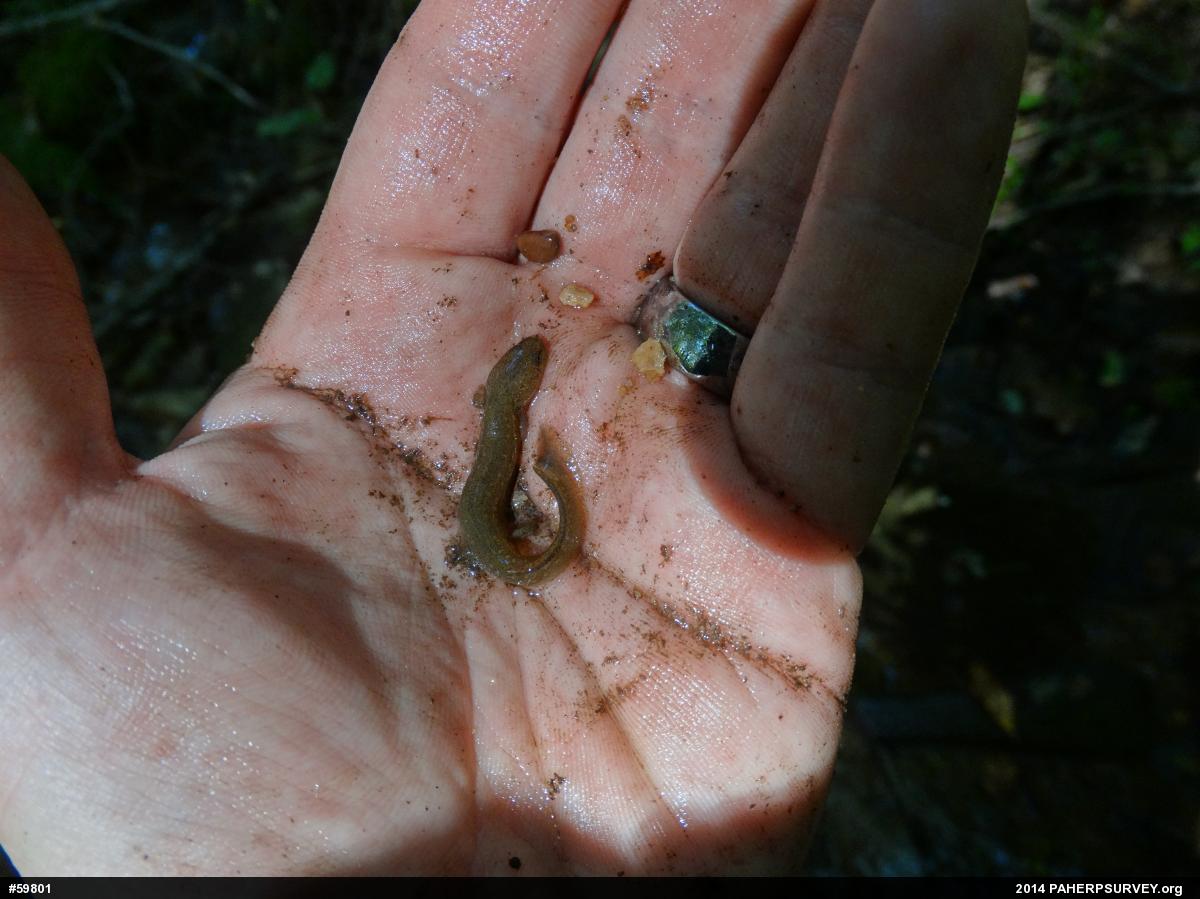 Northern Red Salamander
