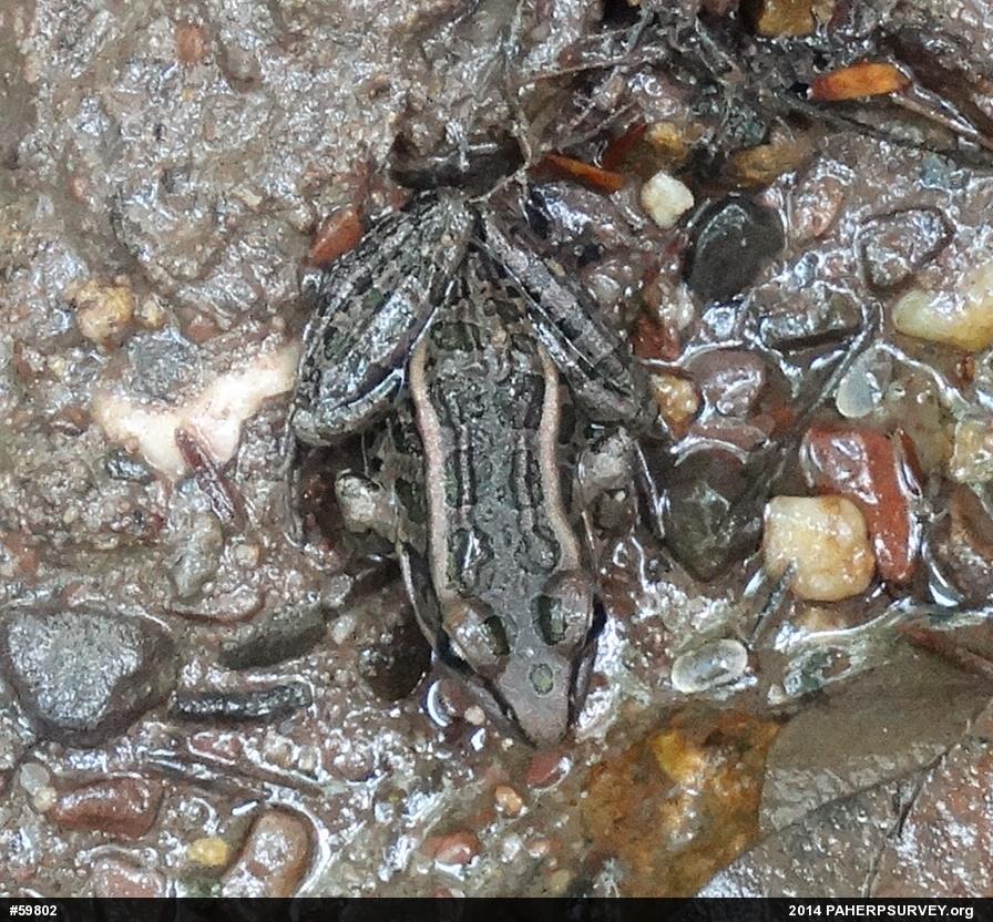 Pickerel Frog
