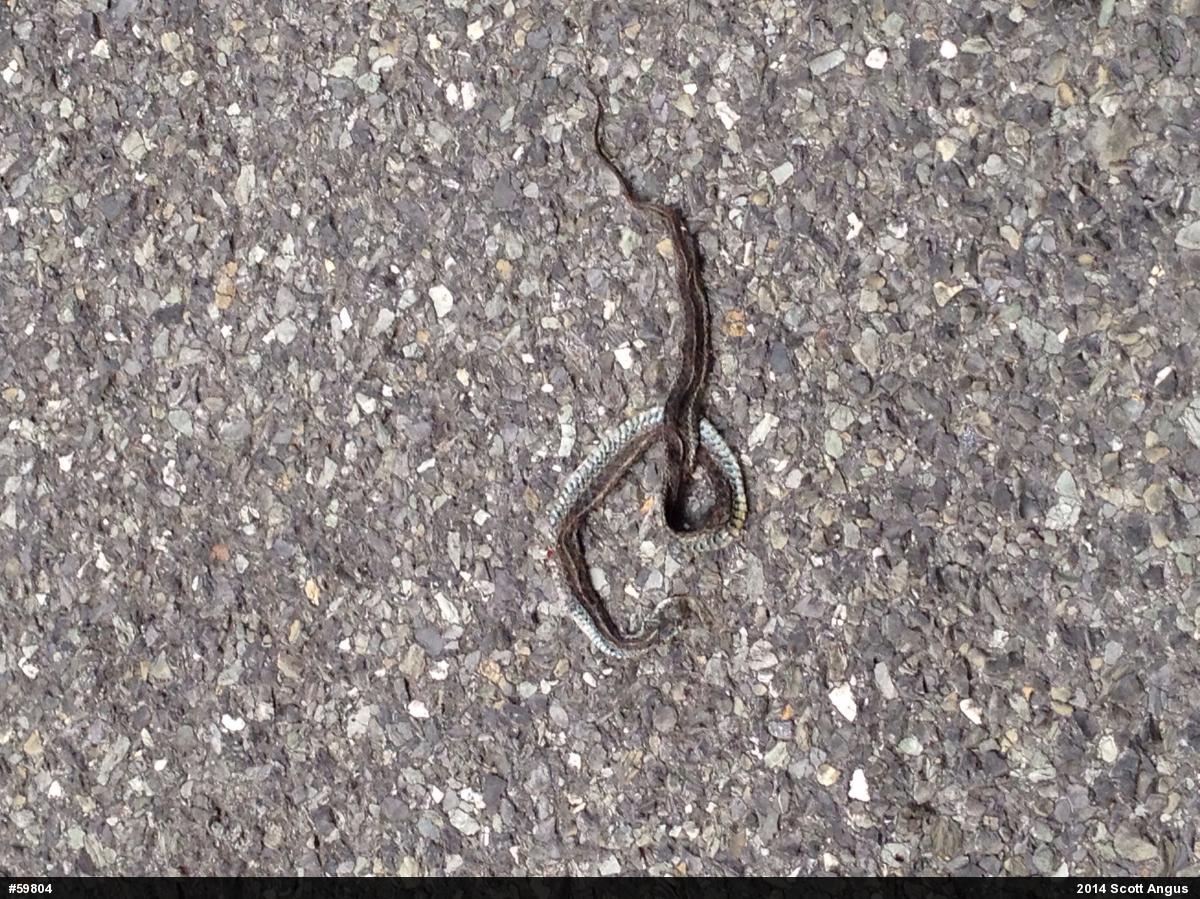 Eastern Gartersnake