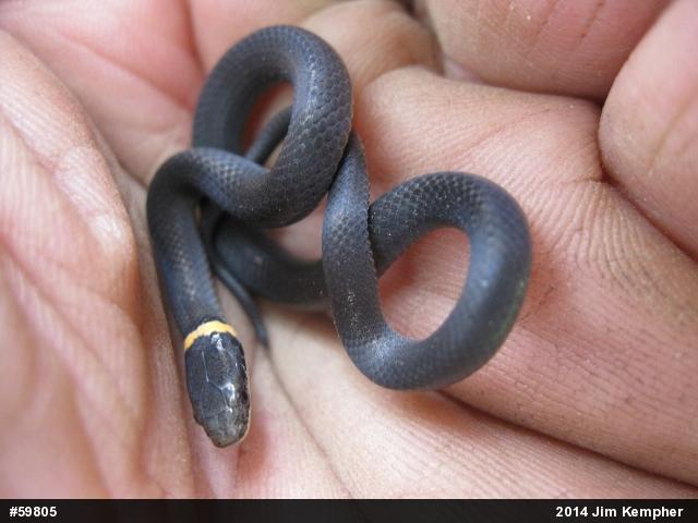 Northern Ring-necked Snake