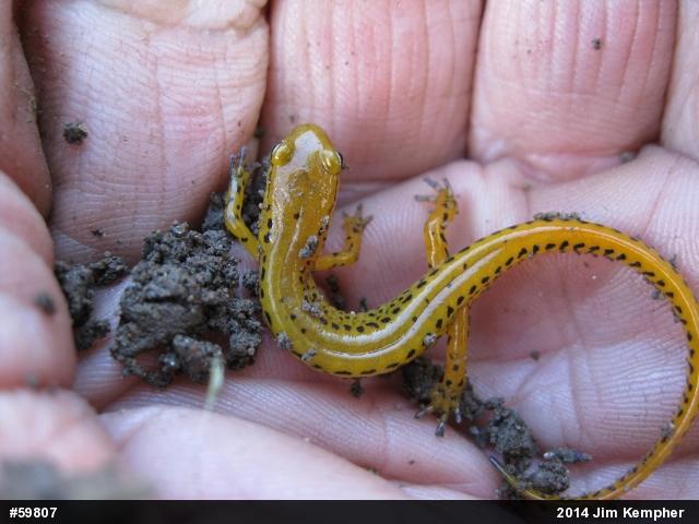 Eastern Long-tailed Salamander