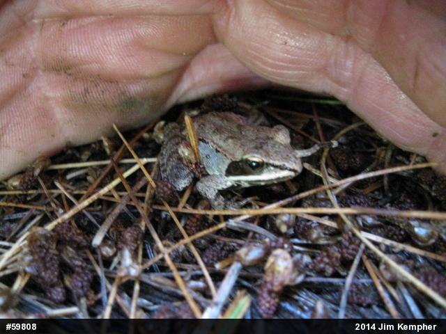 Wood Frog