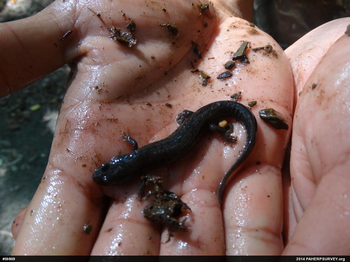 Northern Dusky Salamander