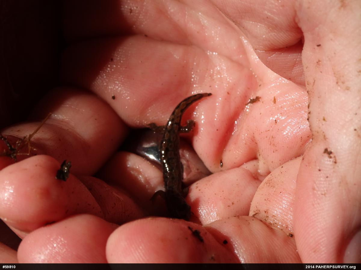 Northern Dusky Salamander