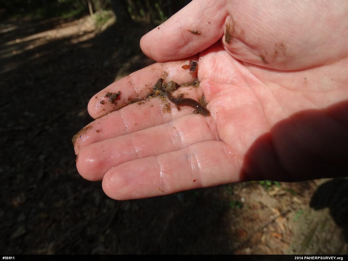 Northern Spring Salamander