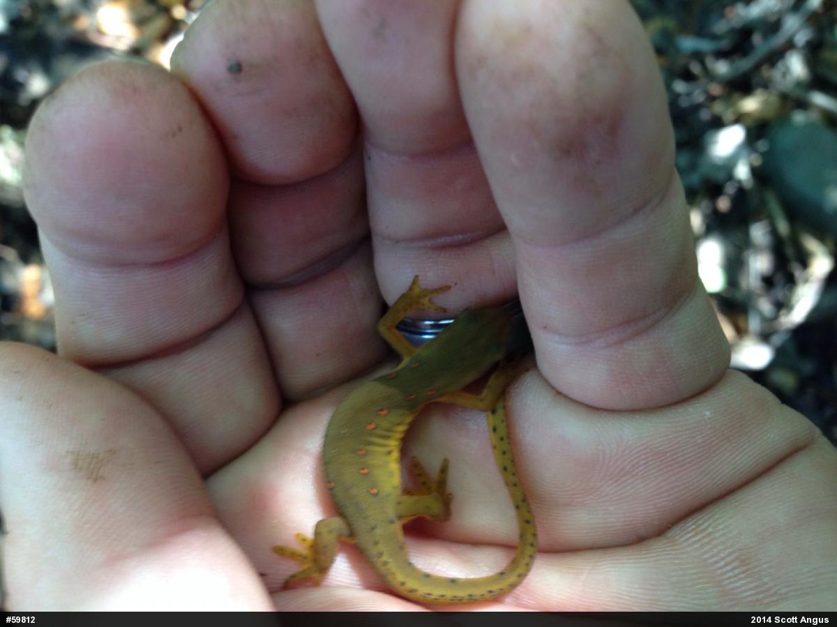 Red-spotted Newt
