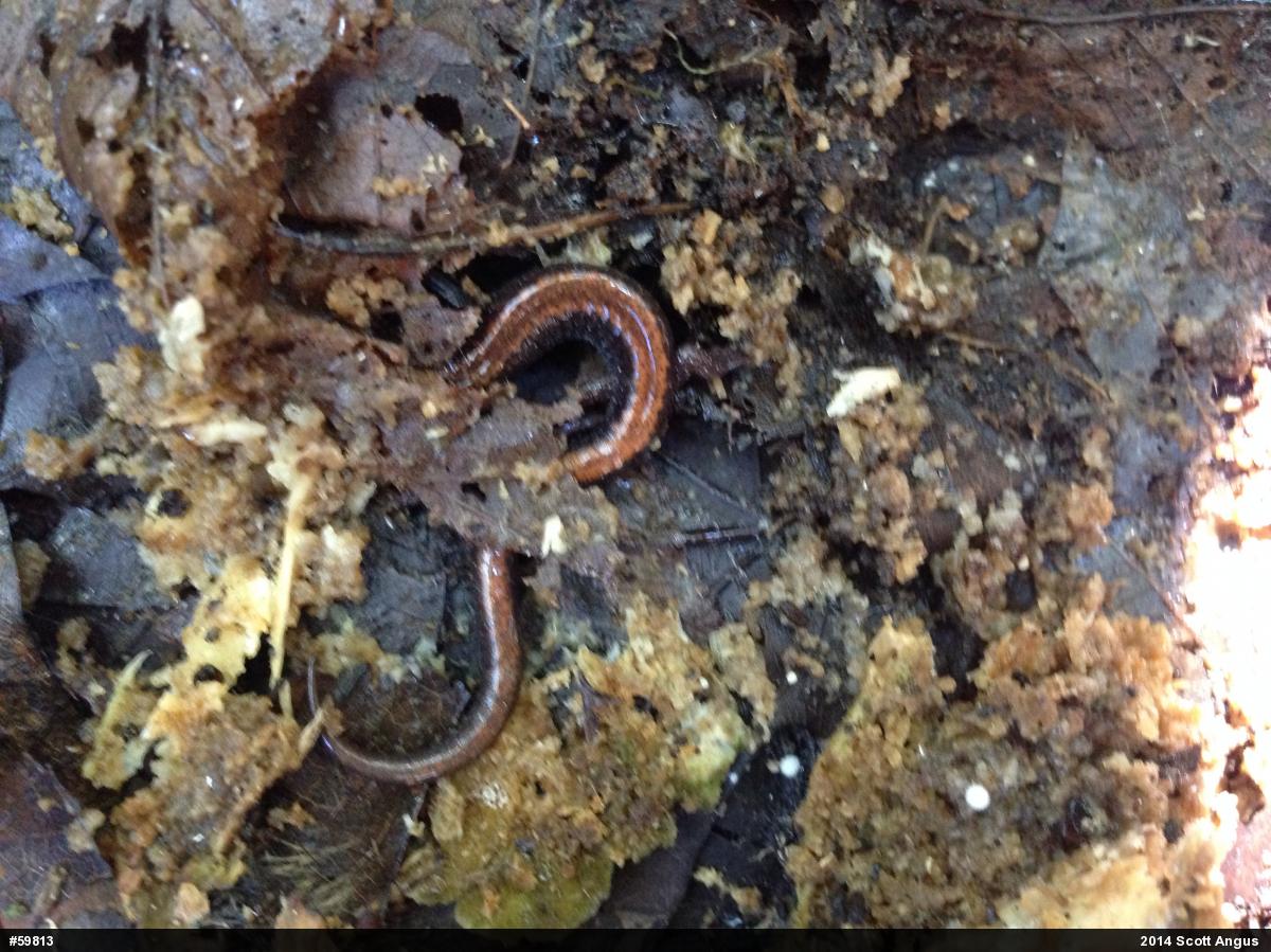 Eastern Red-backed  Salamander