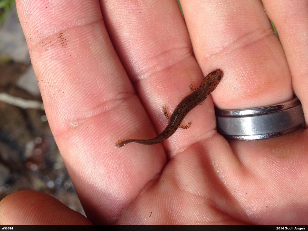 Northern Two-lined Salamander