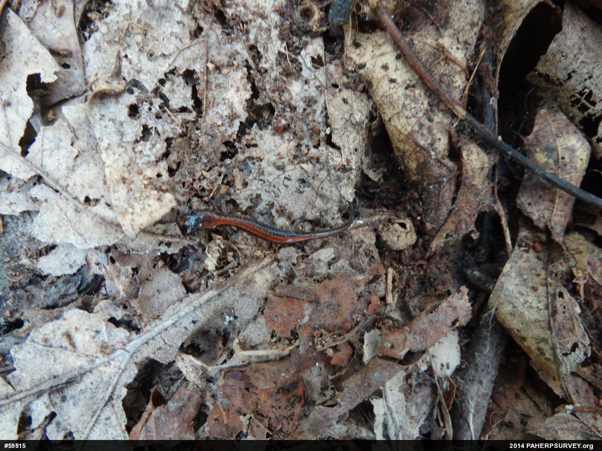Eastern Red-backed  Salamander