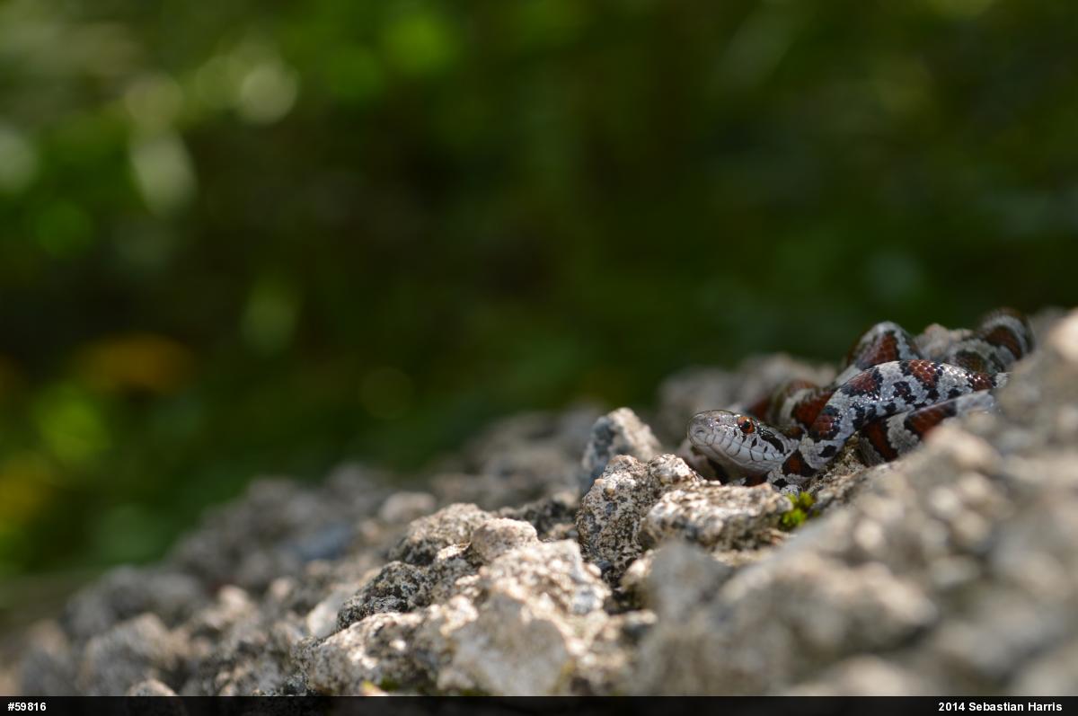 Eastern Milksnake