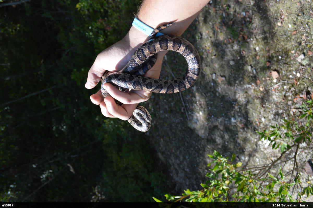 Eastern Milksnake