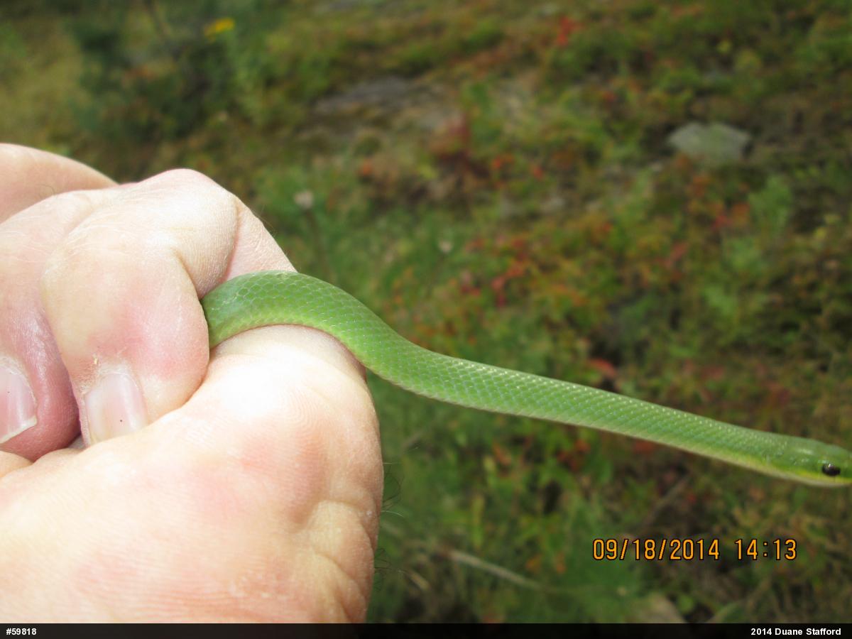 Smooth Greensnake