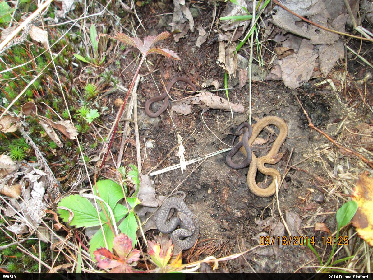 Red-bellied Snake