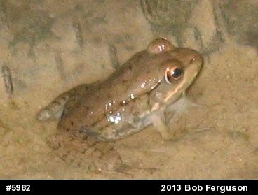 Green Frog