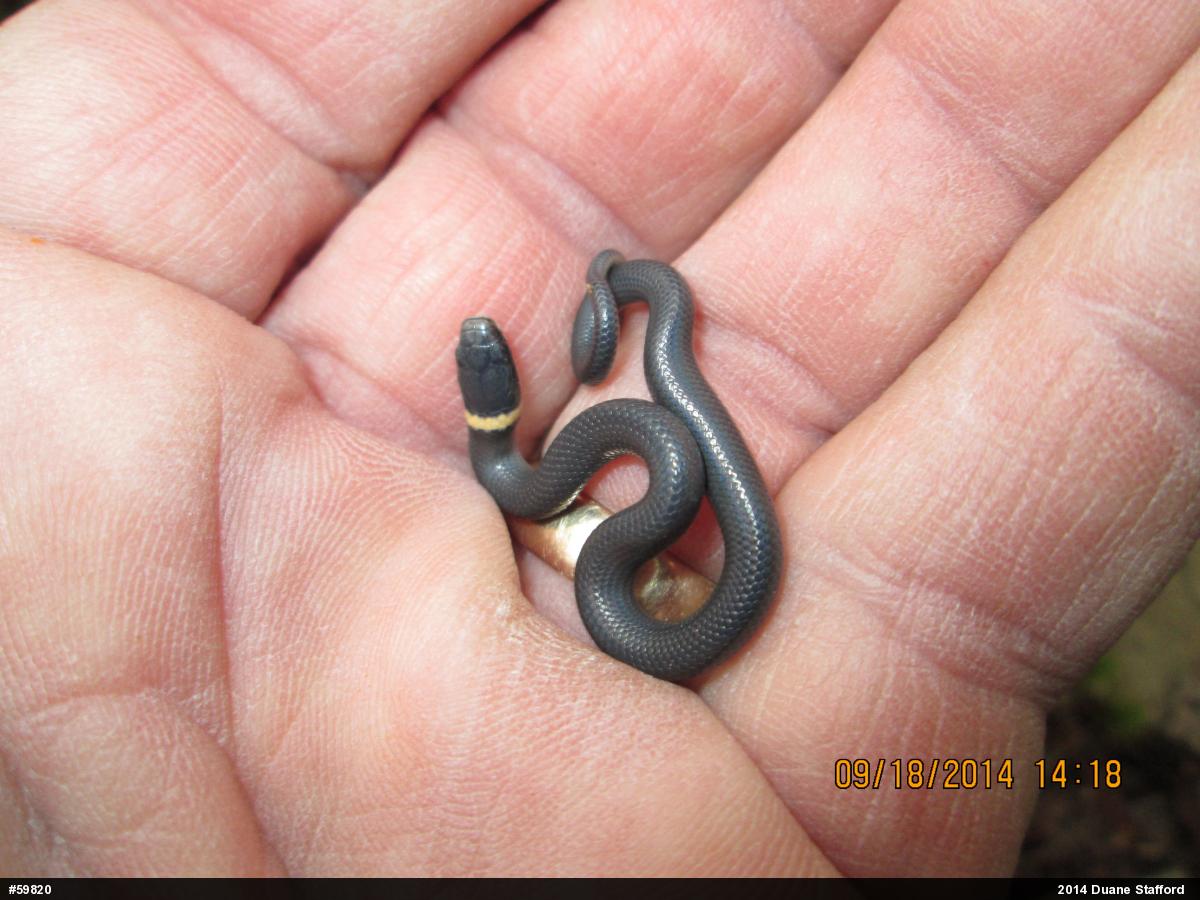 Northern Ring-necked Snake