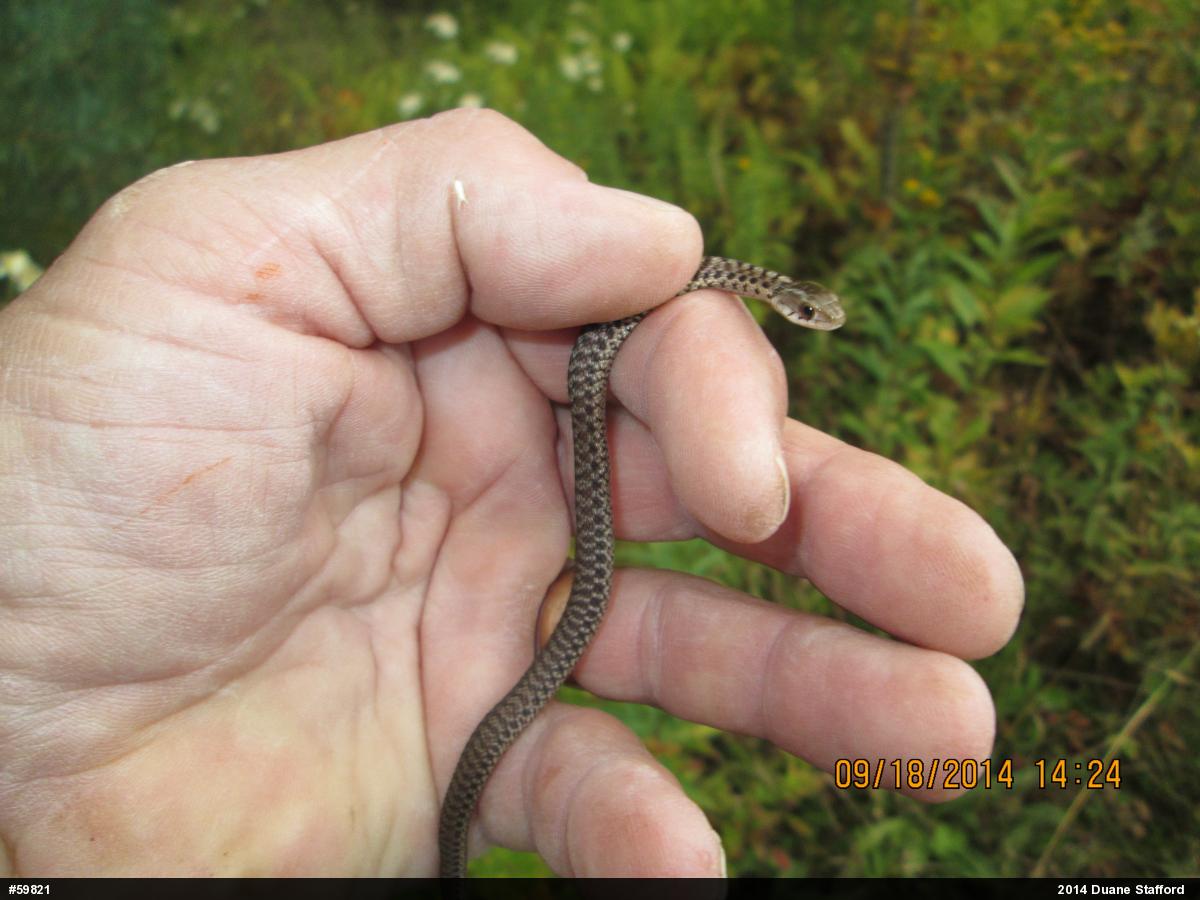 Eastern Gartersnake