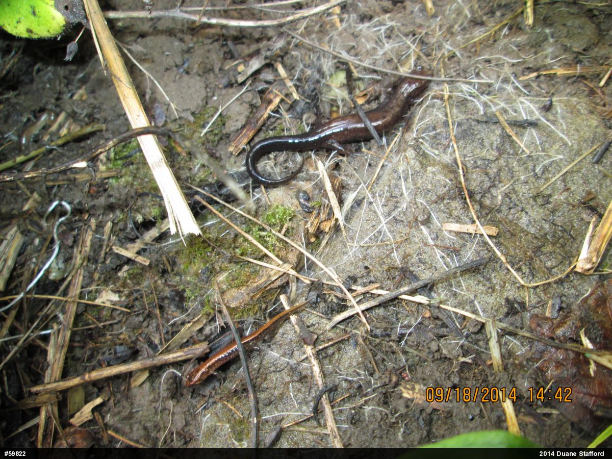 Allegheny Mountain Dusky Salamander