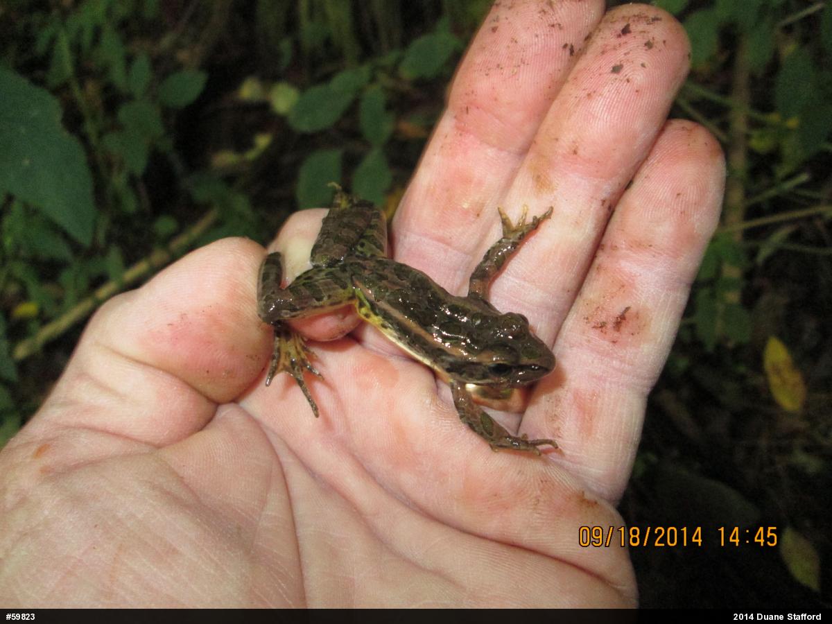 Pickerel Frog