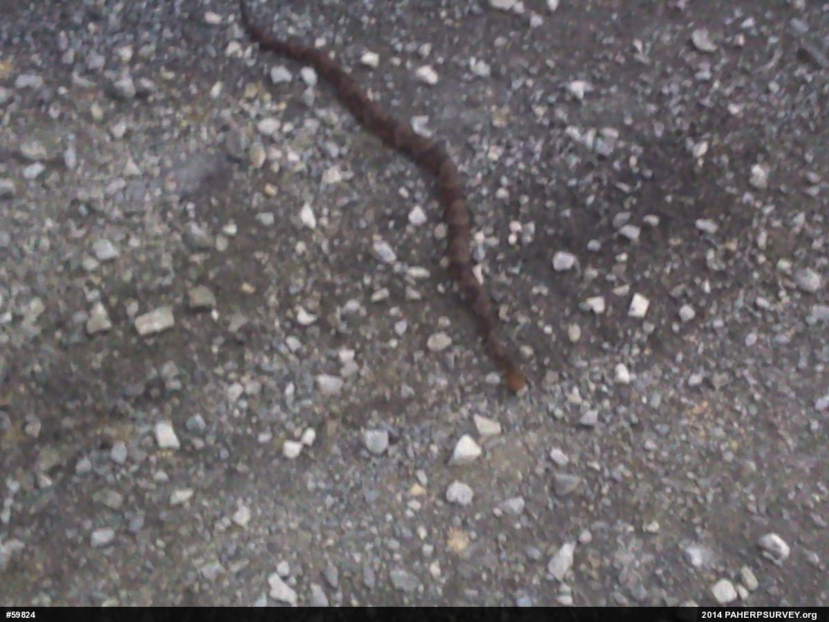 Northern Copperhead