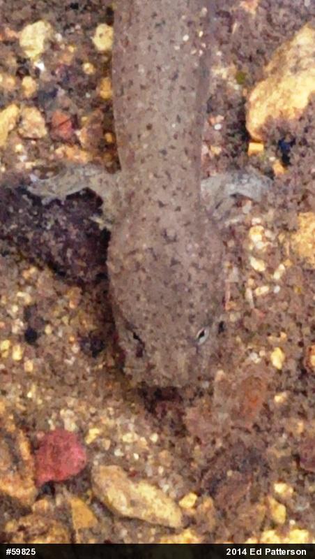 Northern Red Salamander