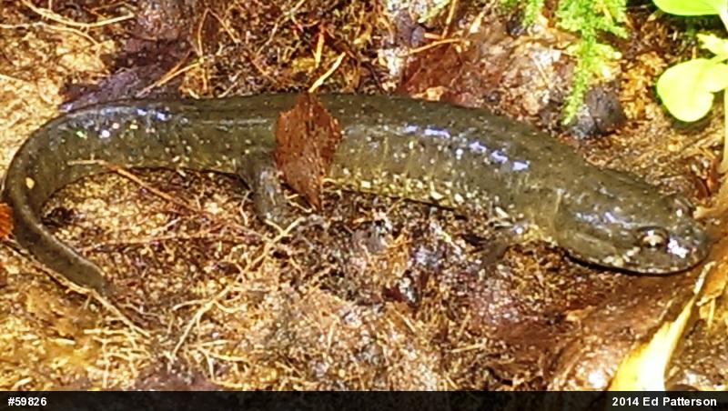 Northern Dusky Salamander