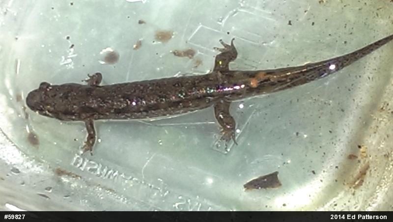 Seal Salamander