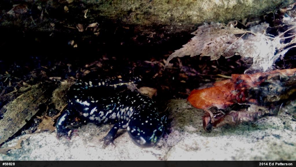 Northern Slimy Salamander