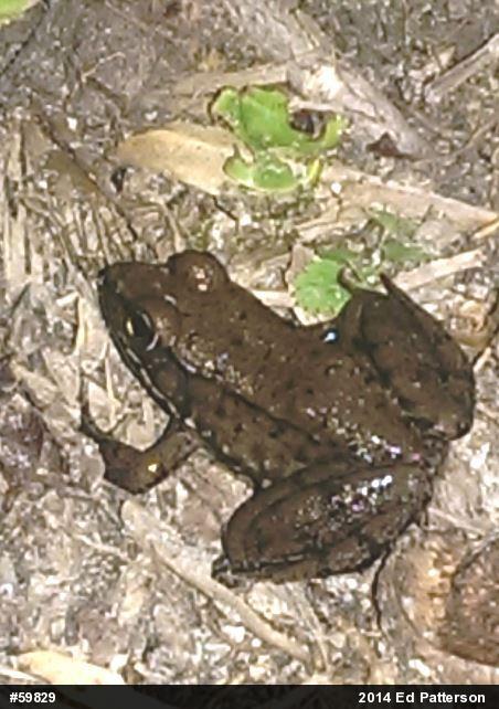 Green Frog