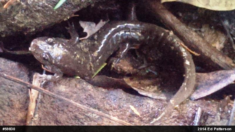 Northern Dusky Salamander