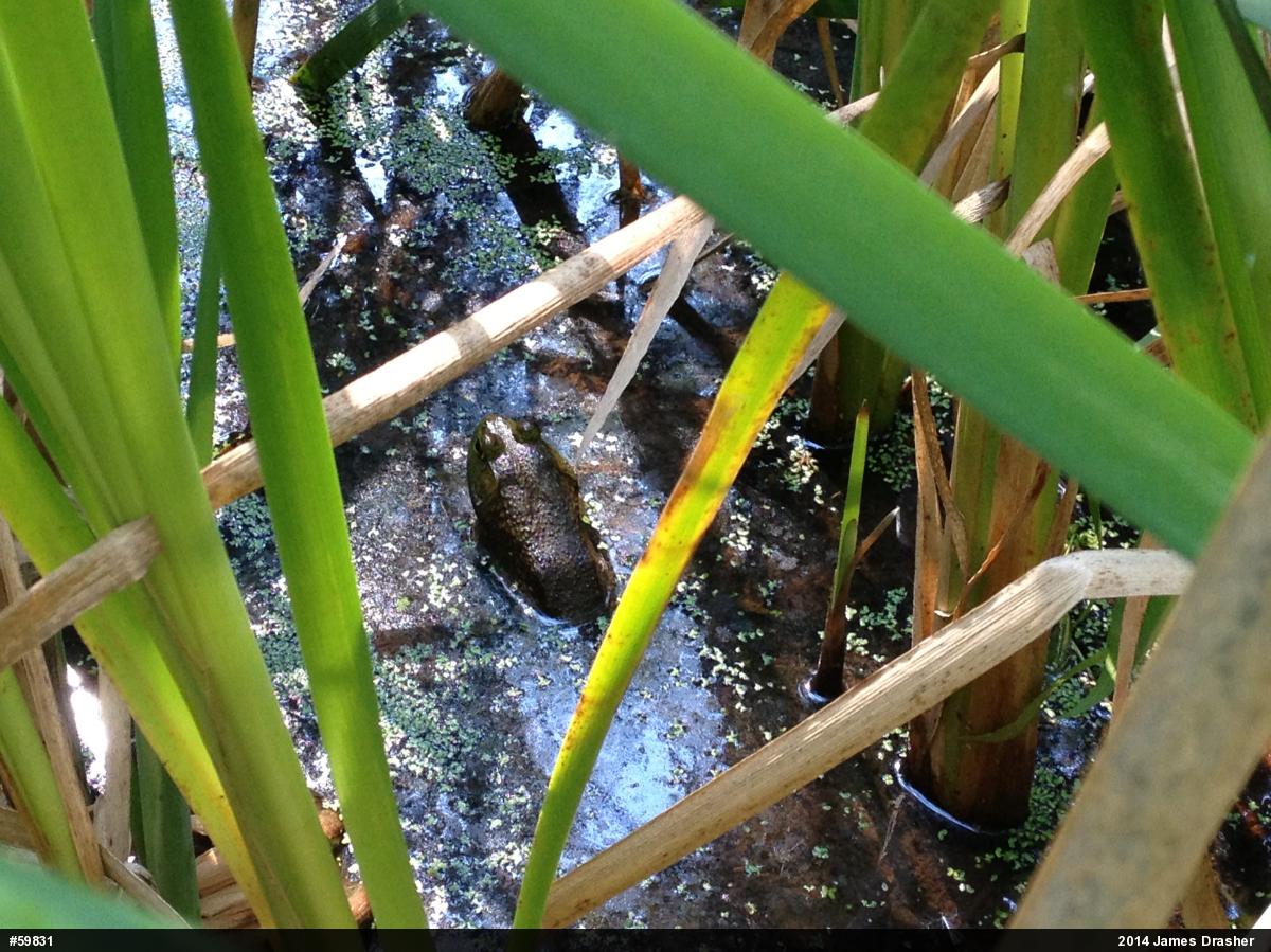 American Bullfrog