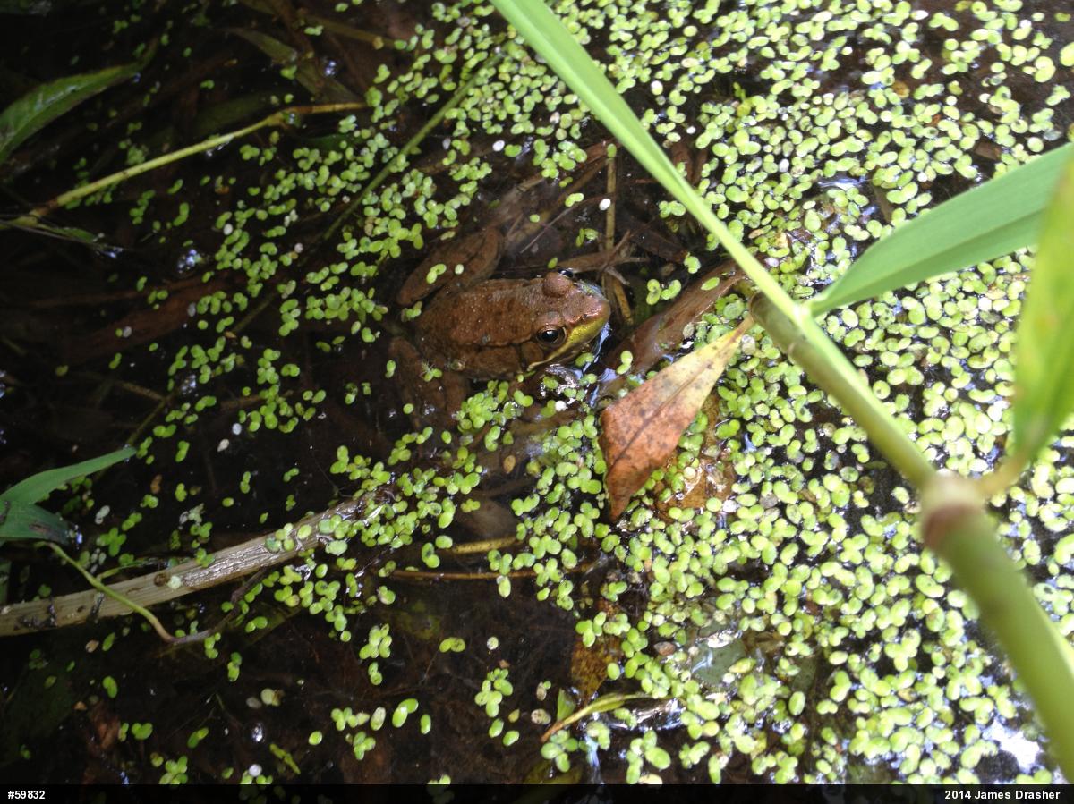Green Frog