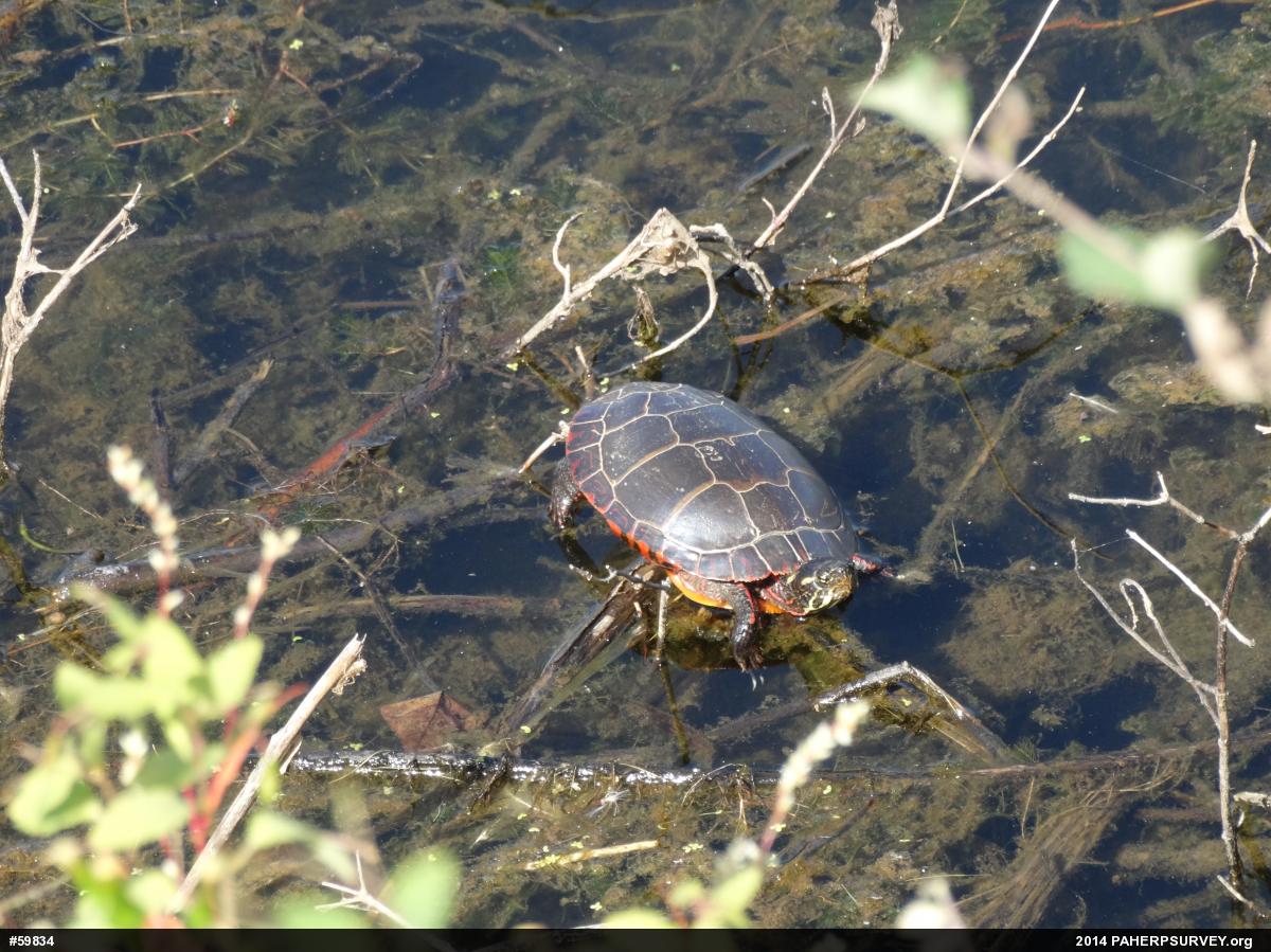 Eastern Painted Turtle