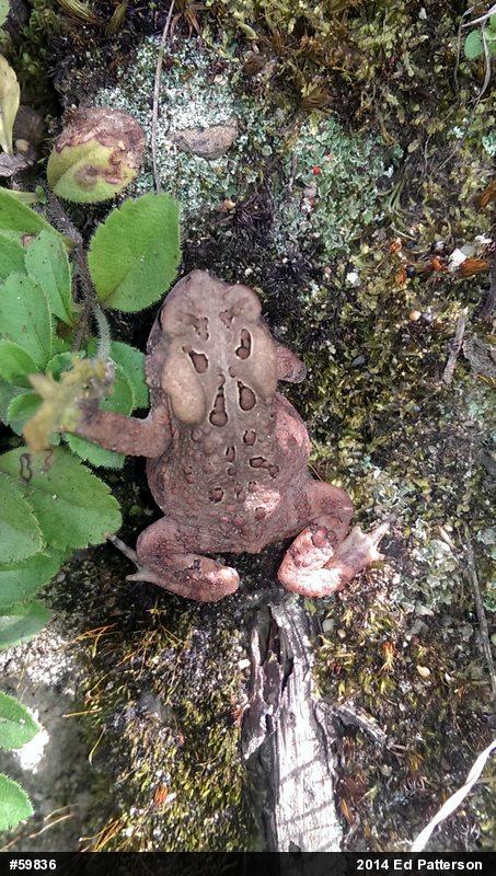 Eastern American Toad