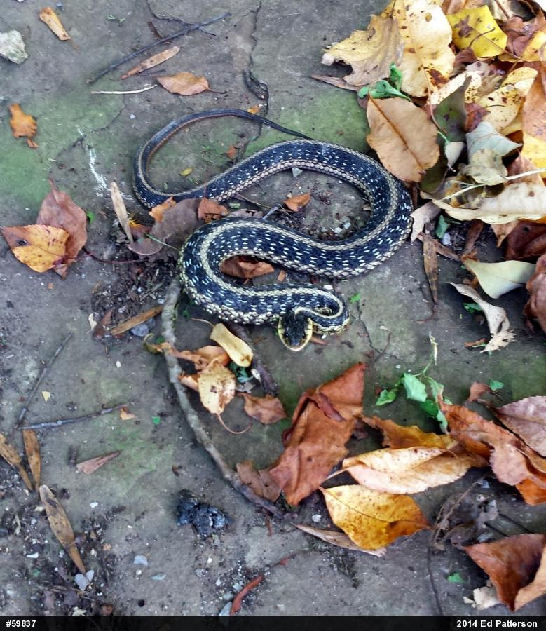 Eastern Gartersnake