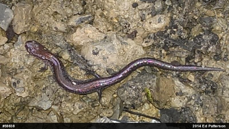 Eastern Red-backed  Salamander