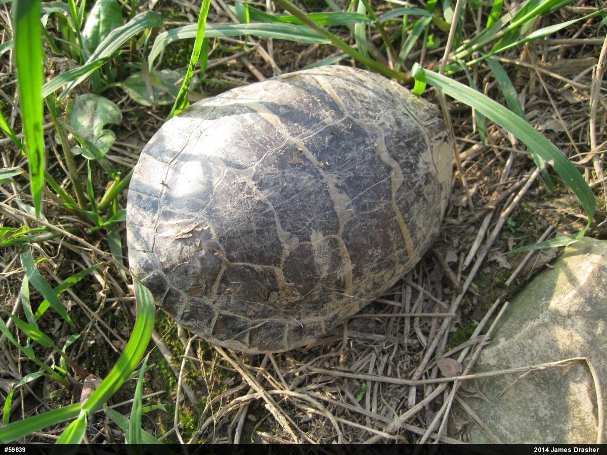 Painted Turtle